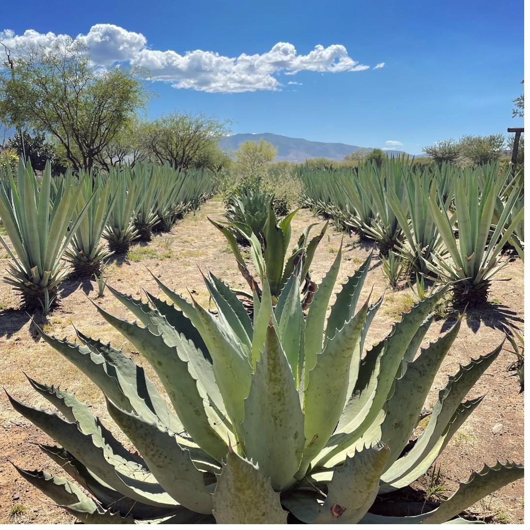 Oaxaca