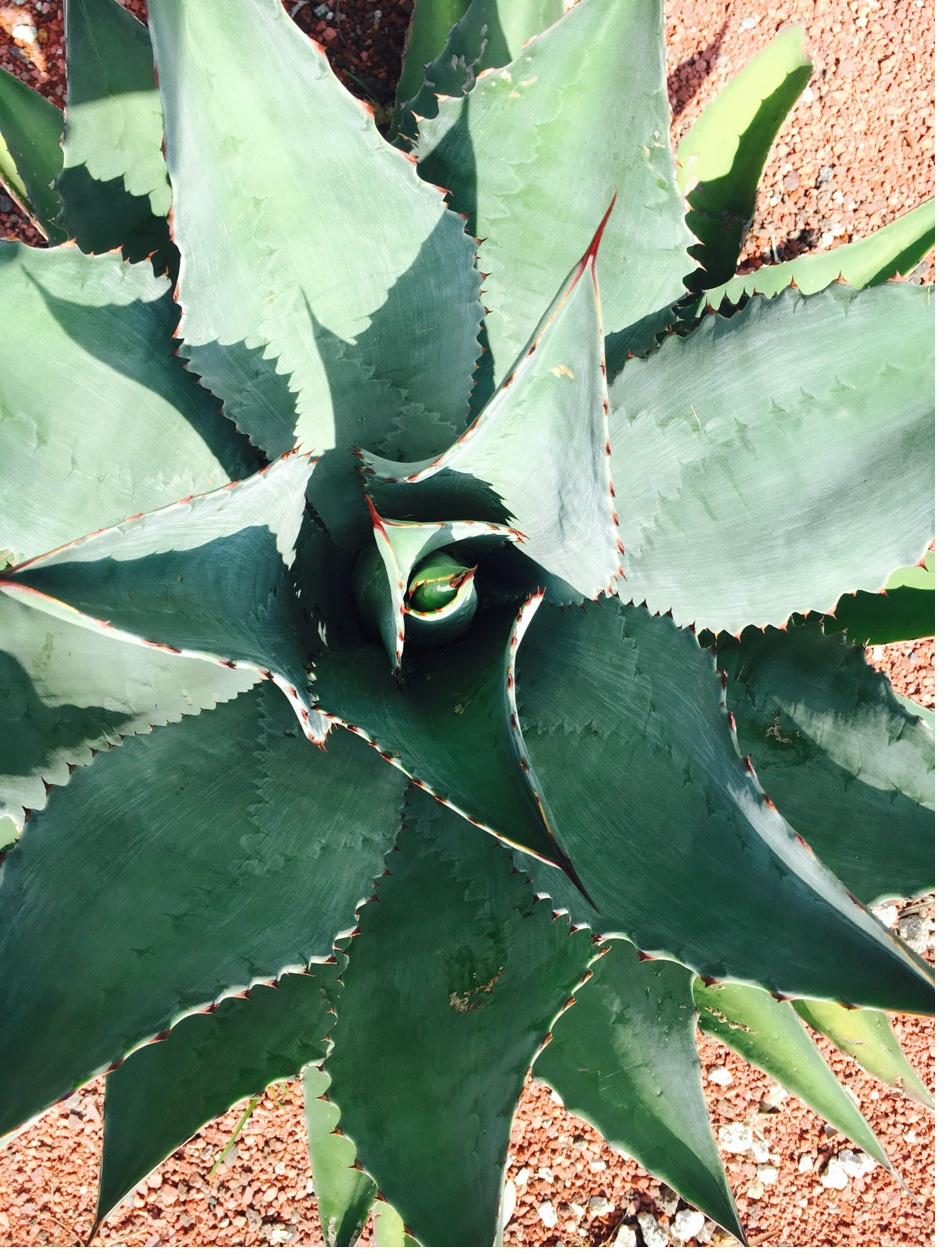 Sample agave